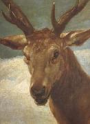 Diego Velazquez Head of a Stag (df01) oil painting artist